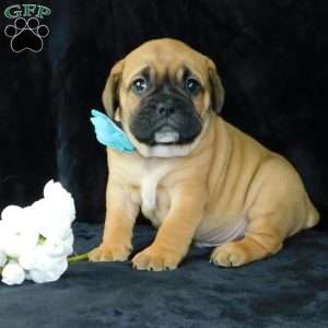 Buster, Miniature Bulldog Puppy